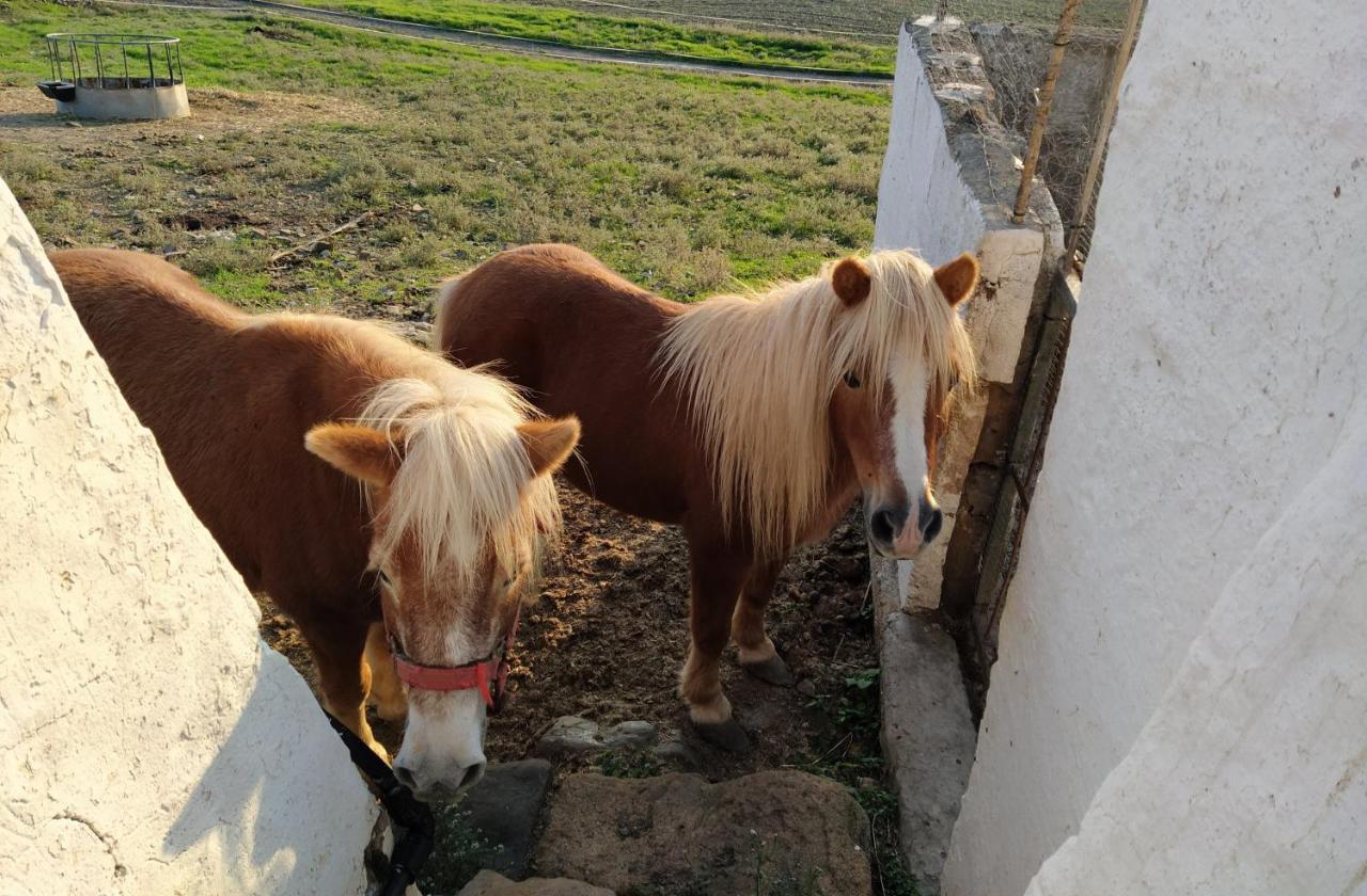 Casa Rural Bini Aumaia Ес Меркадал Екстериор снимка